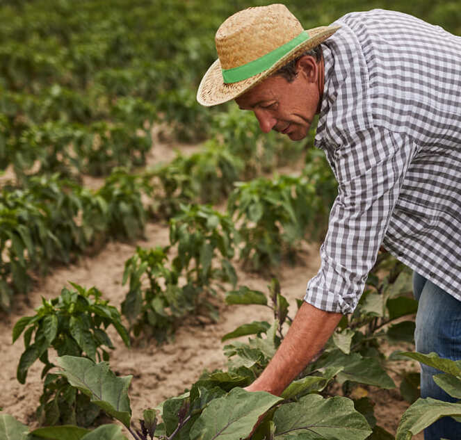 agriculture_peche_etude_sectorielle